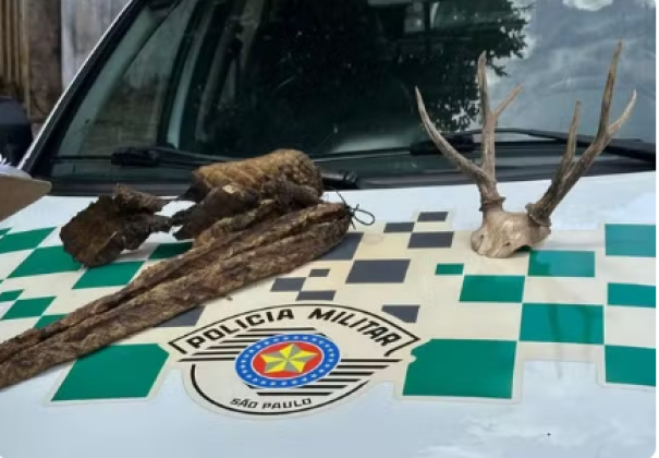 Casal é multado por decorar casa com couro e cabeça de animais e manter ave silvestre em cativeiro, em Presidente Prudente