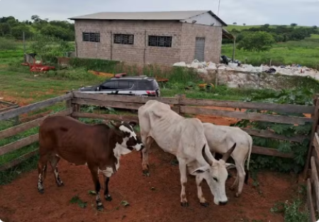 Bovinos sÃ£o recuperados em propriedade rural apÃ³s serem furtados em MarabÃ¡ Paulista