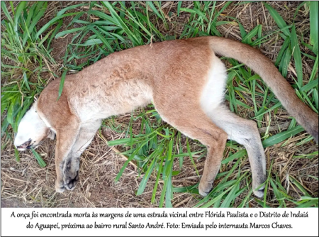 OnÃ§a-parda Ã© encontrada morta em estrada vicinal de FlÃ³rida Paulista