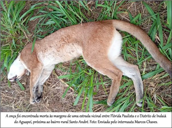 Onça-parda é encontrada morta em estrada vicinal de Flórida Paulista