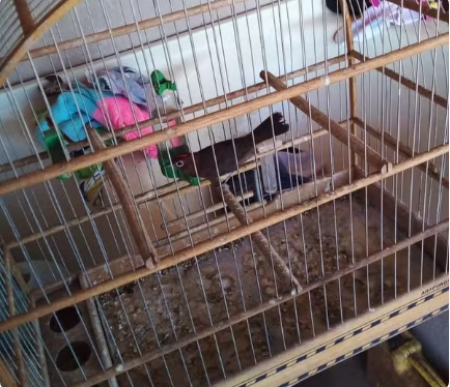 Homem Ã© multado em mais de R$ 3 mil por manter sete aves silvestres em cativeiro, em Euclides da Cunha Paulista