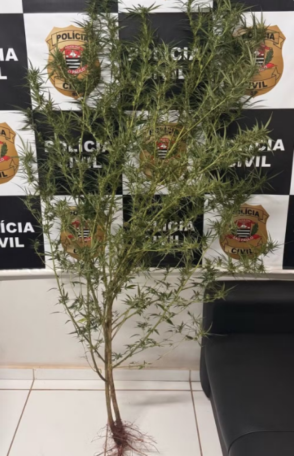 Ao cultivar pé de maconha em horta, funcionário é preso por tráfico de drogas em Iepê