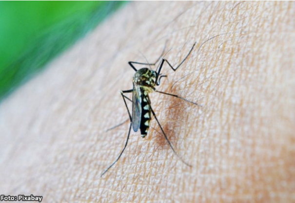 Dengue e chikungunya avançam e Secretaria de Saúde de Iacri divulga para alertar comunidade