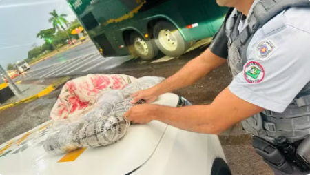 Passageira Ã© presa por transportar quase 4kg de skank dentro de travesseiro em Ã´nibus interestadual, na Rodovia Raposo Tavares