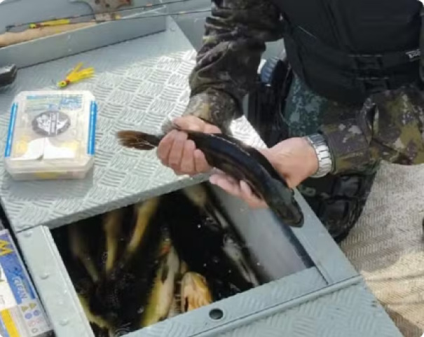 Ao pescar em local proibido no Rio Paraná, homem é multado em R$1,4 mil e responderá criminalmente, em Rosana