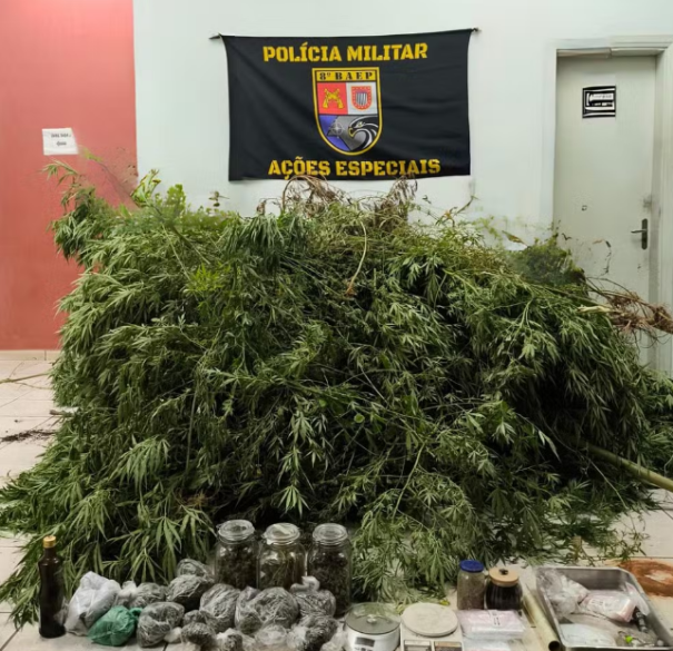 Com estufa e laboratório, homem é preso com mais de 230 pés de maconha em residência no Parque dos Pinheiros, em Álvares Machado