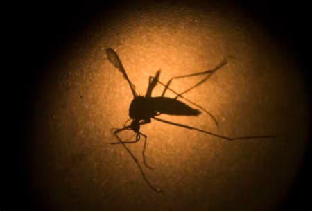 Presidente Prudente confirma 9Âª morte por dengue em 2025; vÃ­tima foi um homem de 49 anos