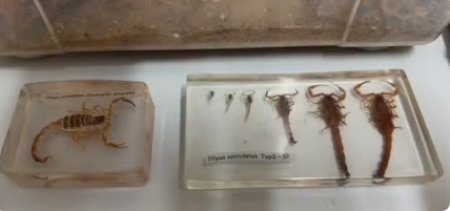 TupÃ£ envia escorpiÃµes ao Instituto Butantan para produÃ§Ã£o de soro antiescorpiÃ´nico