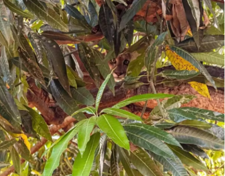 Moradora encontra onÃ§a-parda em cima de Ã¡rvore no quintal e animal Ã© capturado em Rosana