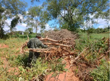 Idosa de 80 anos Ã© multada em mais de R$ 44 mil apÃ³s eliminar Ã¡rvores nativas em Dracena