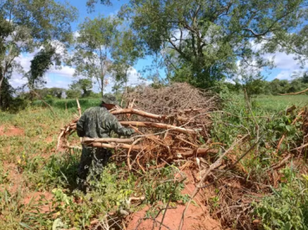 Idosa de 80 anos é multada em mais de R$ 44 mil após eliminar árvores nativas em Dracena