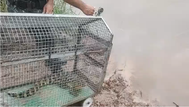 Jacaré-do-Papo-Amarelo é capturado em Irapuru e solto no Rio Aguapeí 