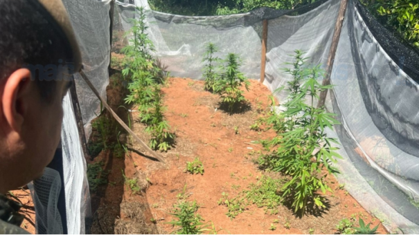 Polícia Ambiental apreende plantação de maconha em chácara na zona rural de Tupã
