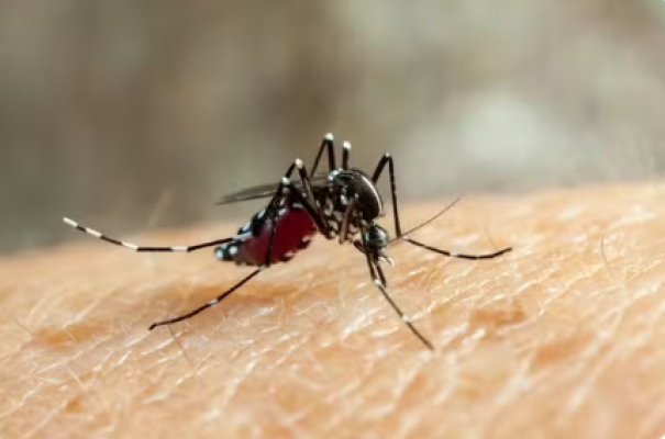 Presidente Prudente confirma mais 2 mortes por dengue neste ano e total de óbitos chega a 21