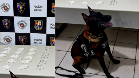CÃ£o farejador auxilia polÃ­cia na apreensÃ£o de drogas em Pompeia