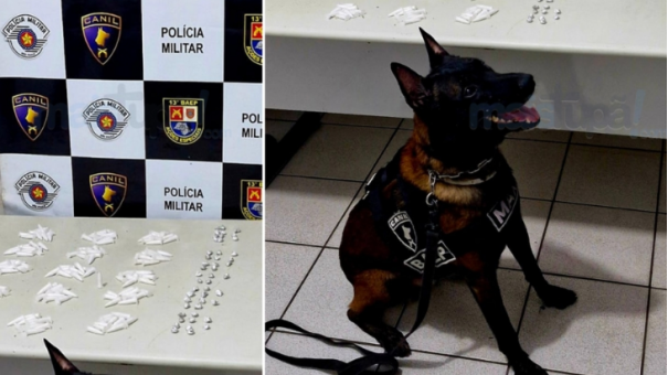 Cão farejador auxilia polícia na apreensão de drogas em Pompeia