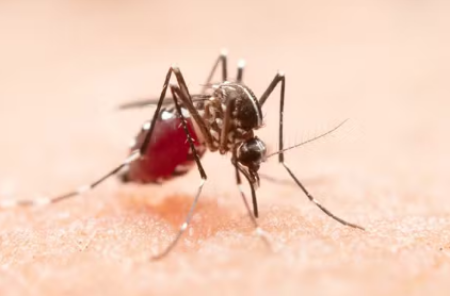 Presidente Prudente confirma mais 3 mortes por dengue e chega a 12 Ã³bitos pela doenÃ§a neste ano