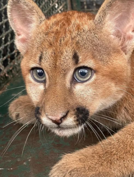 Filhote de onÃ§a-parda Ã© resgatado apÃ³s ficar preso em cerca de alambrado, em Pres. Bernardes