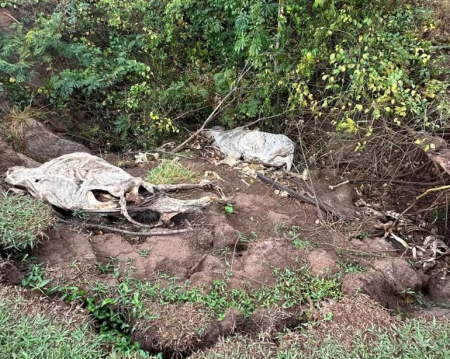 Idoso recebe multa de R$ 18 mil e responderÃ¡ criminalmente pela morte de trÃªs bovinos, em Indiana