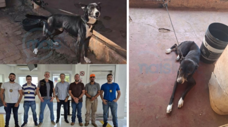 PolÃ­cia Civil e Prefeitura de TupÃ£ resgatam cÃ£o em situaÃ§Ã£o de maus tratos e responsÃ¡vel Ã© preso