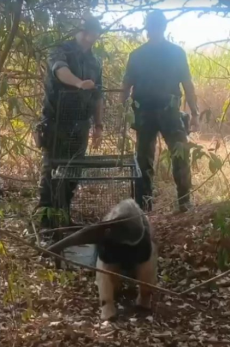 TAMANDUÃ-BANDEIRA Ã CAPTURADO NA AVENIDA JK EM PRUDENTE E DEVOLVIDO Ã NATUREZA