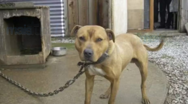 Tarcísio sanciona lei que proíbe manter animais em correntes