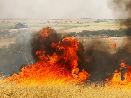 FLÃRIDA: IncÃªndio de grandes proporÃ§Ãµes atinge Ã¡rea rural e devasta a vegetaÃ§Ã£o
