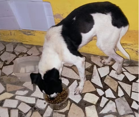 ApÃ³s aÃ§Ã£o de despejo, inquilino abandona cachorro sem Ã¡gua e alimento em casa alugada em Pirapozinho