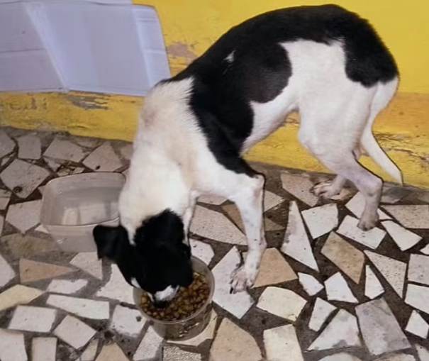 Após ação de despejo, inquilino abandona cachorro sem água e alimento em casa alugada em Pirapozinho