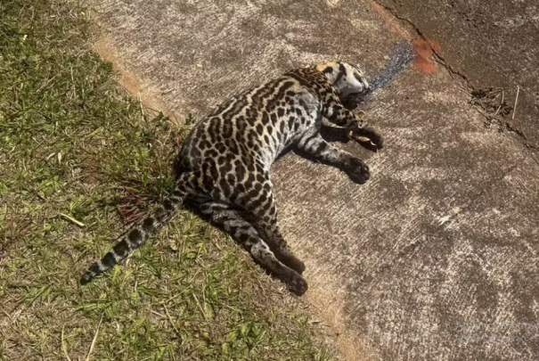 No intervalo de 10 dias, Oeste Paulista registra 3ª morte de jaguatirica por atropelamento em rodovia