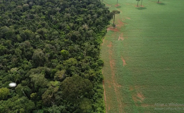 Brasil perdeu 111,7 milhões de hectares de áreas naturais em 40 anos