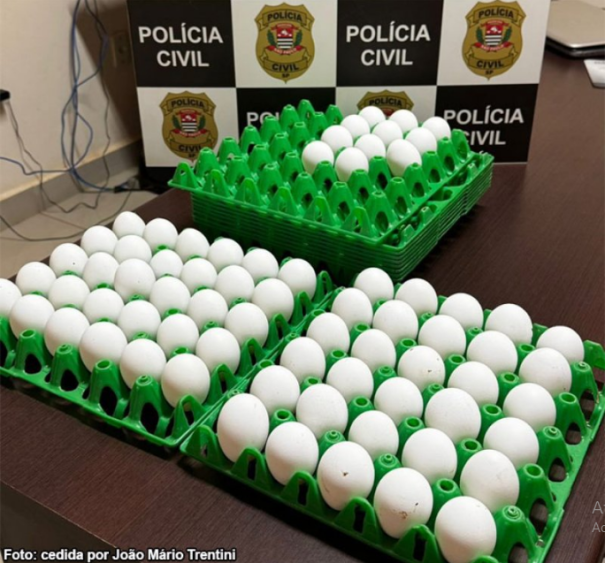 Polícia Civil recupera ovos furtados de granja em Rinópolis; ação contou com apoio da DISE de Tupã
