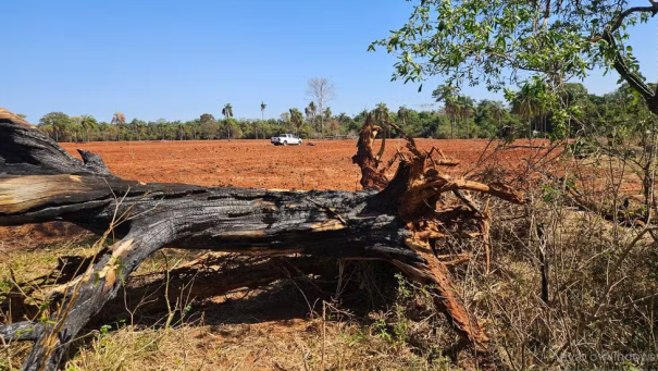 Homem é multado em mais de R$ 18 mil por queimar área de 5,32 hectares e atingir cinco árvores nativas em Marabá Paulista