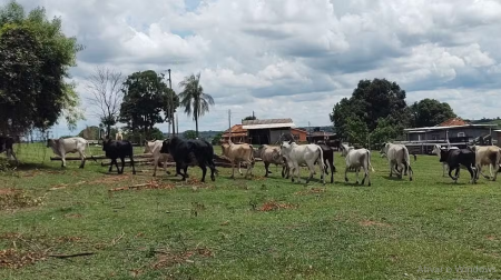 ArrendatÃ¡rio Ã© multado em R$ 150 mil por pastoreio de gado em Ãrea de PreservaÃ§Ã£o Permanente, em Sandovalina