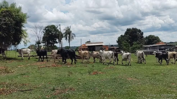 Arrendatário é multado em R$ 150 mil por pastoreio de gado em Área de Preservação Permanente, em Sandovalina