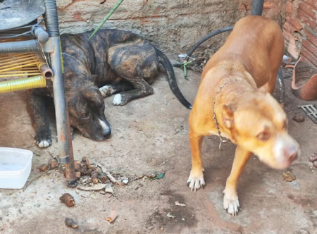 Tutor Ã© multado em R$ 6 mil por maus-tratos e responderÃ¡ criminalmente no Jardim Morada do Sol, em Presidente Prudente