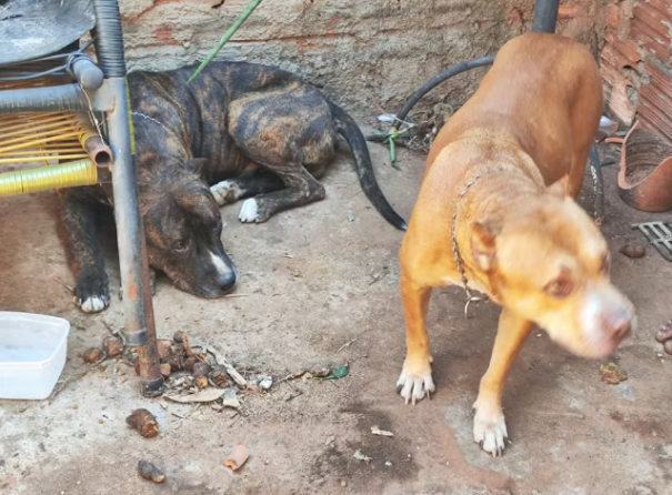 Tutor é multado em R$ 6 mil por maus-tratos e responderá criminalmente no Jardim Morada do Sol, em Presidente Prudente