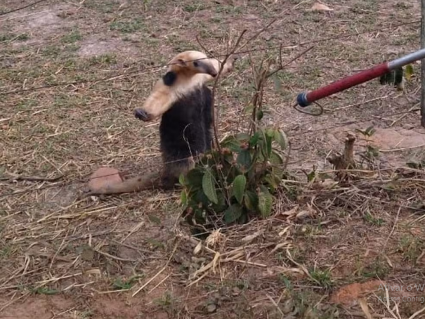 Tamanduá-mirim é capturado na lateral de residência e devolvido à natureza, em Sandovalina