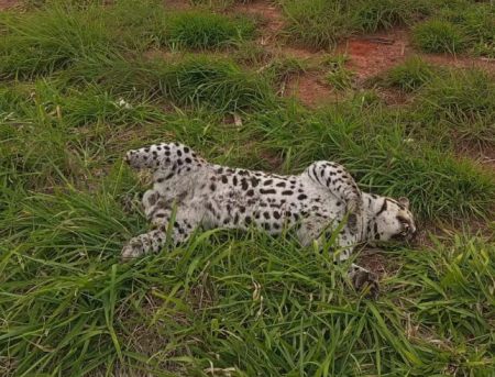 Jaguatiricas morrem atropeladas em trechos de rodovias distintas em Flora Rica e Regente FeijÃ³