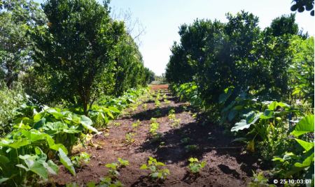 Petrobras participarÃ¡ de programa de incentivo a florestas produtivas