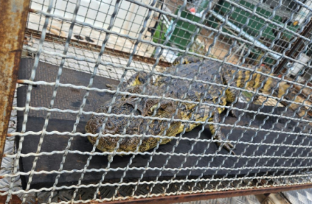 PolÃ­cia Ambiental captura jacarÃ© em frigorÃ­fico de Presidente Venceslau