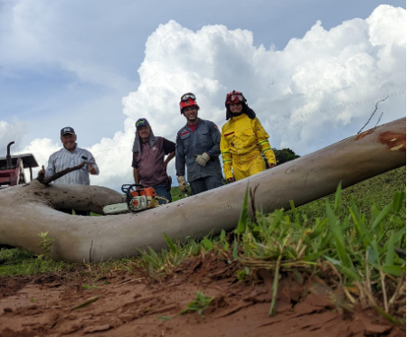 Corpo de Bombeiros de Osvaldo Cruz foi chamado para retirar arvore de grande porte , de estrada rural