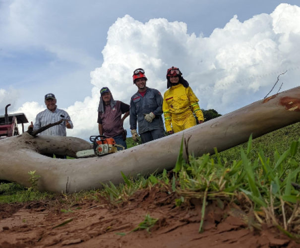 Corpo de Bombeiros de Osvaldo Cruz foi chamado para retirar arvore de grande porte , de estrada rural