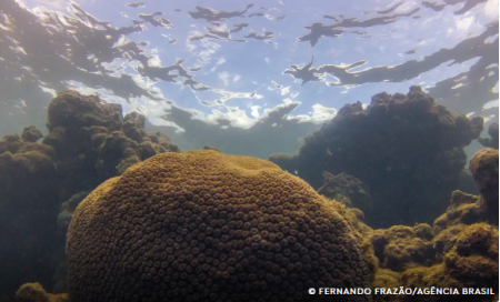 El NiÃ±o altera dinÃ¢mica do AtlÃ¢ntico