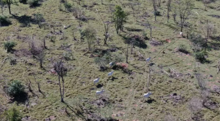 Idoso Ã© multado por descumprir embargo ambiental em Ouro Verde