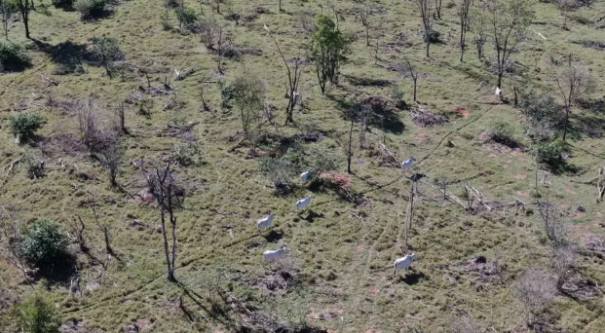 Idoso é multado por descumprir embargo ambiental em Ouro Verde