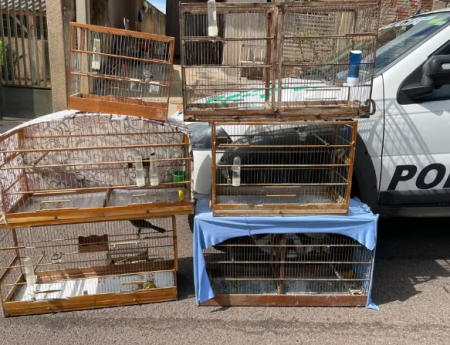 Homem Ã© multado por manter aves silvestres em cativeiro em Prudente