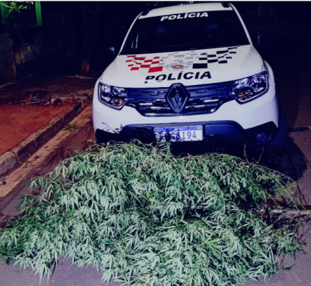 PM apreende planta semelhante Ã  maconha apÃ³s denÃºncia em SalmourÃ£o