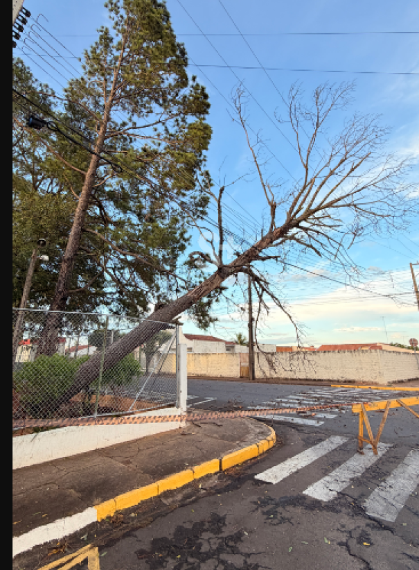 Ventos fortes derruba árvores e causa transtornos em Adamantina no Natal