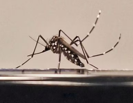 SalmourÃ£o investiga morte de mulher de 52 anos com suspeita de dengue